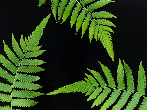 Male fern on a black background