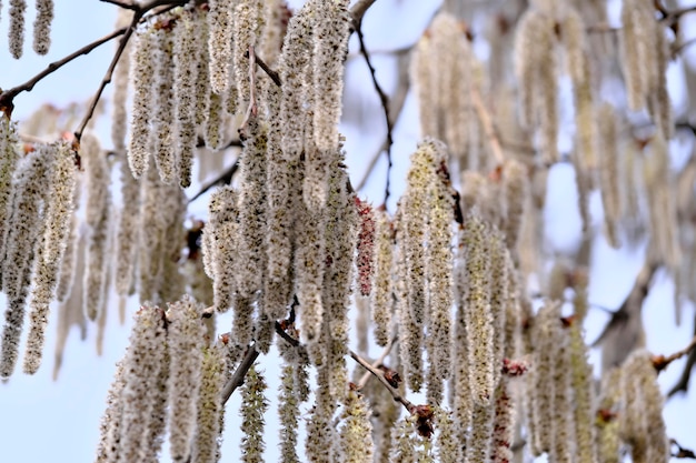 Male flowers of black alder