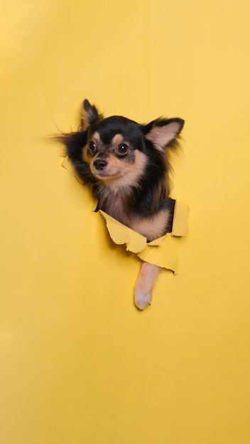 A male fluffy chihuahua dog photoshoot studio pet photography with concept breaking yellow paper head through it with expression