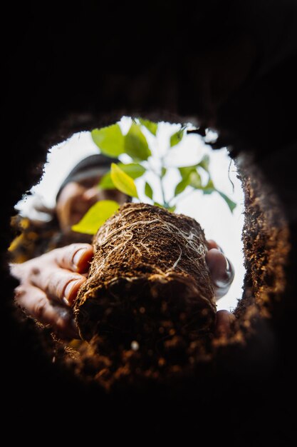 Male gardener planting green view from undergorund gardening concept high quality photo