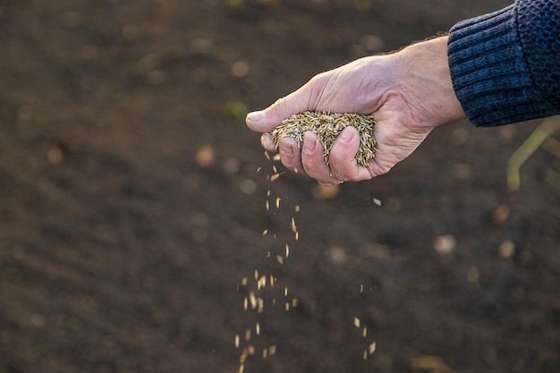 Male gardener sows lawn grass Selective focus