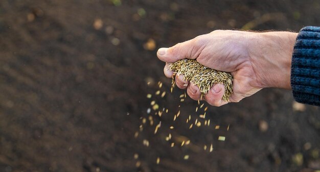 Male gardener sows lawn grass Selective focus