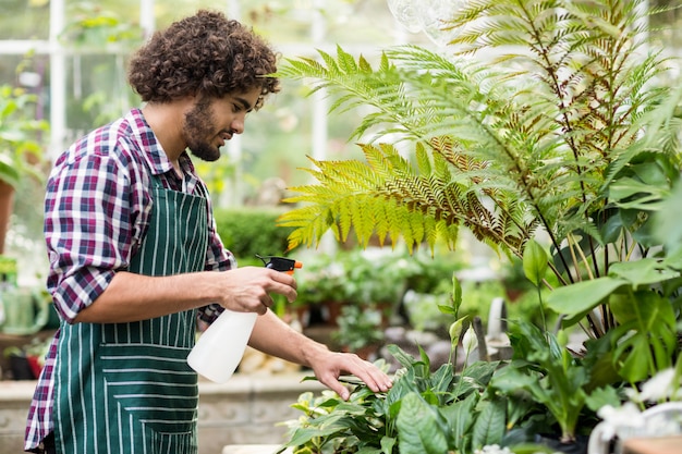 Male gardener spraying water on plants