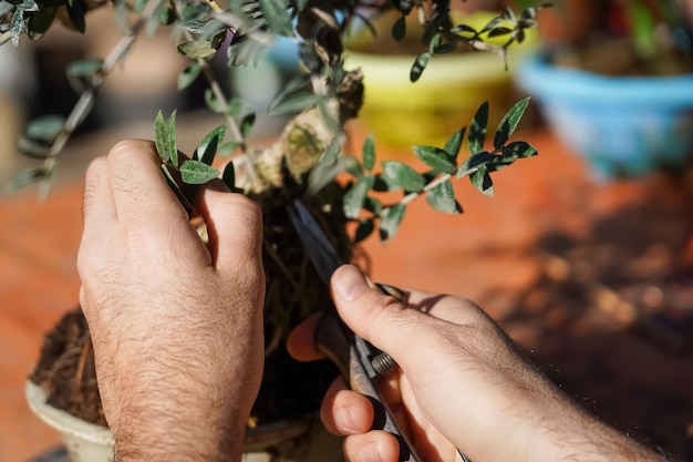 Male gardener trimming bonsai tree