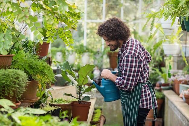 Male gardener watering plants at greenhouse