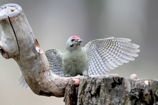 A male of grey woodpecker sits on a forest feeder and show open wings. A bird 