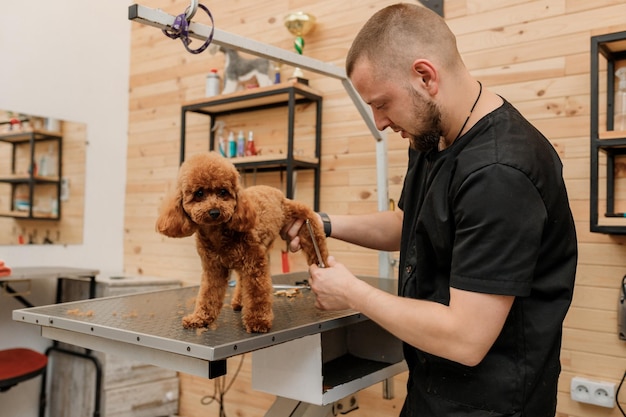 Male groomer brushing hair of Tea Cup Poodle dog hair with comb after bathing at grooming salon Woman pet hairdresser doing hairstyle in veterinary spa clinic