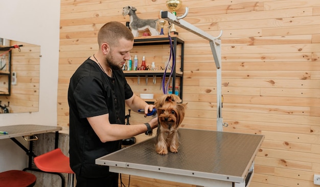 Male groomer brushing hair of Yorkshire terrier dog hair with comb after bathing at grooming salon Woman pet hairdresser doing hairstyle in veterinary spa clinic