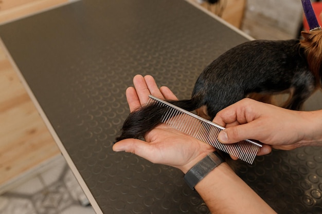 Male groomer brushing hair of Yorkshire terrier dog hair with comb after bathing at grooming salon Woman pet hairdresser doing hairstyle in veterinary spa clinic