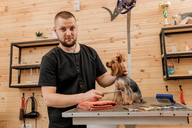 Male groomer brushing hair of Yorkshire terrier dog hair with comb after bathing at grooming salon Woman pet hairdresser doing hairstyle in veterinary spa clinic