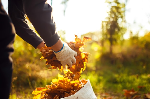 Male hand collects and piles fallen autumn leaves into a big sack Cleaning service concept.