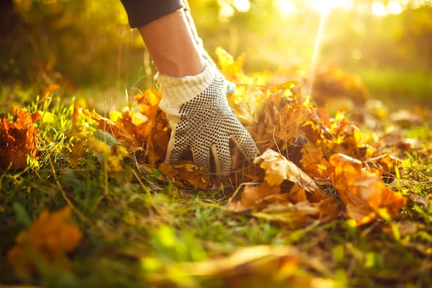 Photo male hand collects and piles fallen autumn leaves into a big sack cleaning service concept.