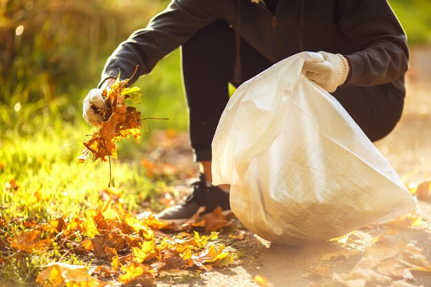 Male hand collects and piles fallen autumn leaves into a big sack Cleaning service concept.