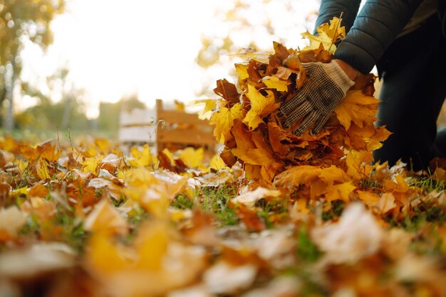 Male hand collects and piles fallen autumn leavesVolunteering cleaning and ecology concept