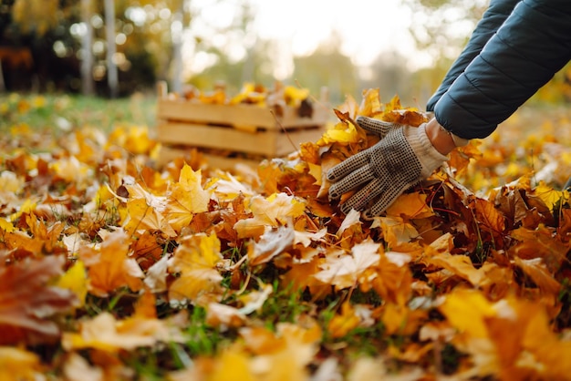 Male hand collects and piles fallen autumn leavesVolunteering cleaning and ecology concept