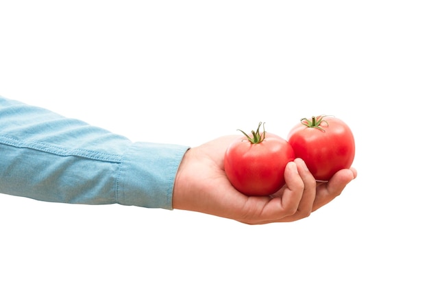 Male hand of a cook holding red tomatoes in his hand on a white background Organic products