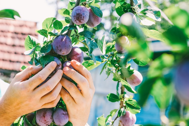 Male hand harvest ripe plums on a hot summer day.