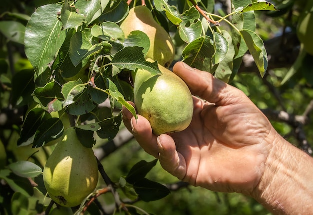 Male hand harvesting pears