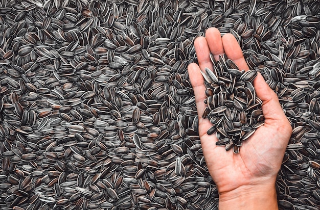 Male hand holding sunflower seeds with a pile of brown sunflower seeds background