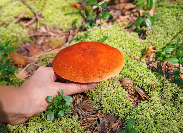 Male hand pick a big aspen mushroom in a forest in autumn