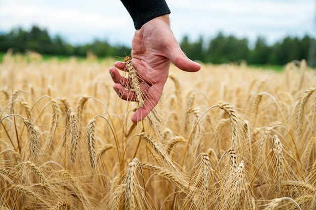 Male hand reaching down to gently touch and stroke a ripening golden ear of wheat