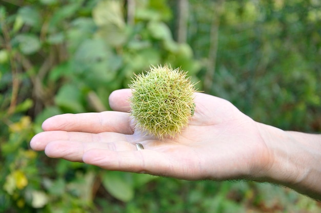 Male hand showing a chestnut in its capsule