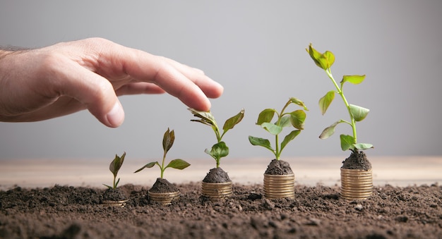 Male hand stack of coins with plant.