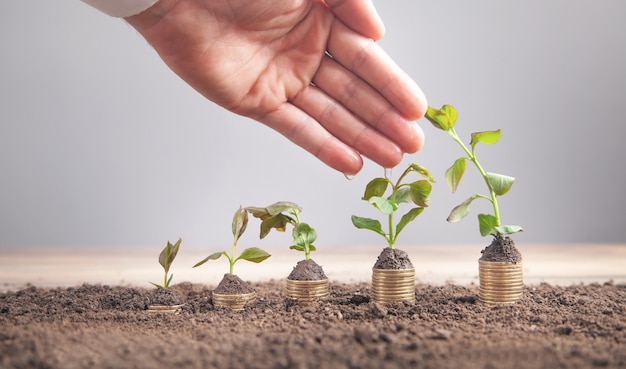 Male hand watering young plants on coins stack.