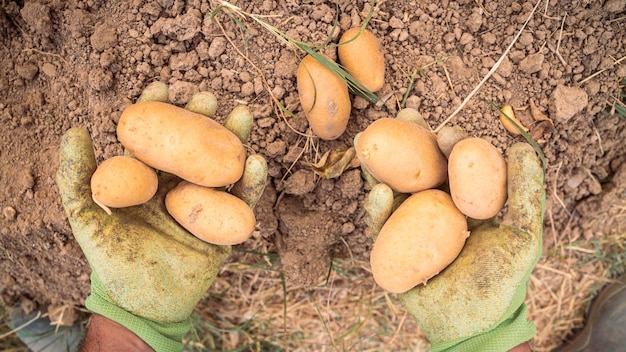 Male hands harvesting fresh organic potatoes from soil Man gathered potatoes