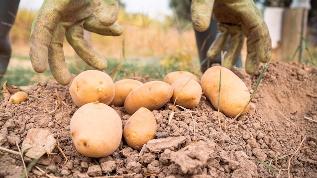 Male hands harvesting fresh organic potatoes from soil Man gathered potatoes