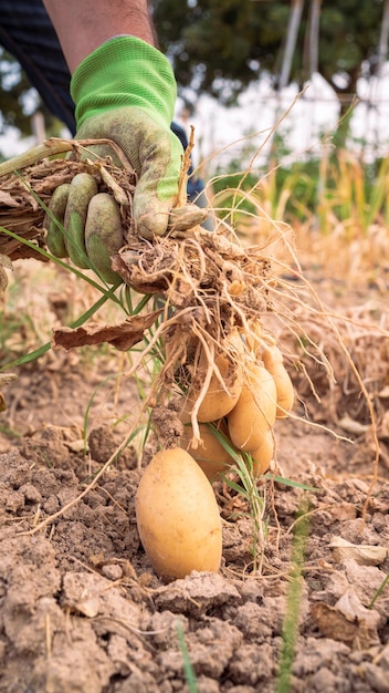 Male hands harvesting fresh organic potatoes from soil Man gathered potatoes