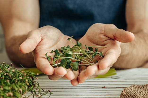 Male hands holding micro green sprouts, close up