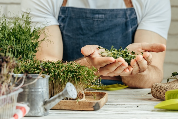 Male hands holding micro green sprouts, close up