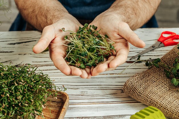 Photo male hands holding micro green sprouts