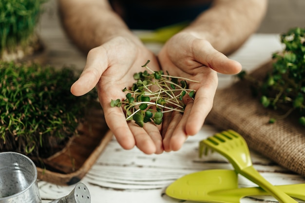 Male hands holding microgreen leaves above white wooden table