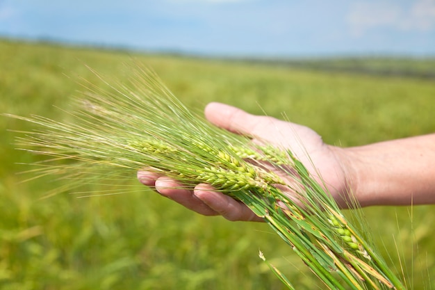 Male hands holding spikelets on wheat field in harvest time