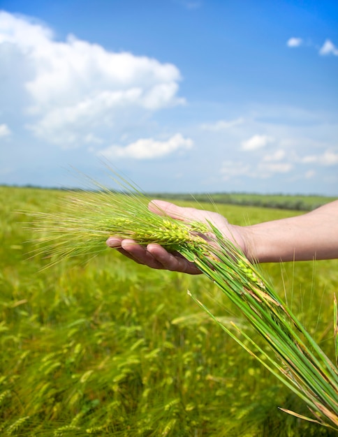 Photo male hands holding spikelets on wheat field in harvest time