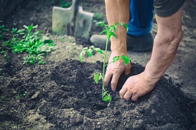 Male hands planting the tomato seedling into the soil in greenhouse farm. Agriculture and gardening concept.