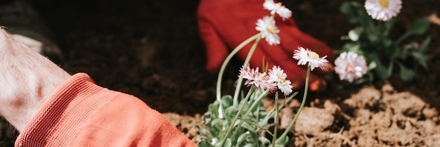 Male hands in red gloves of young mature man gardener and farmer plants daisy wildflowers on his suburban homestead in countryside village near house gardening and decorating land banner