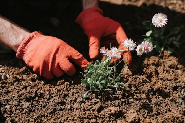 Male hands in red gloves of young mature man gardener and farmer plants daisy wildflowers on his suburban homestead in countryside village near house gardening and decorating land