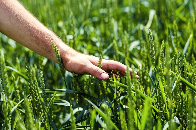 Male hands touching the field of green wheat