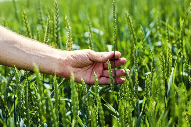 Male hands touching the field of green wheat