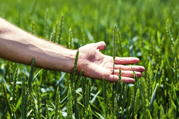 Male hands touching the field of green wheat