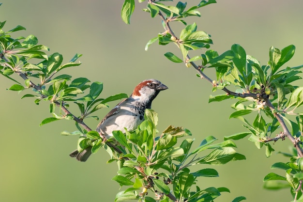 Male house sparrow Passer domesticus sits on a beautiful branch