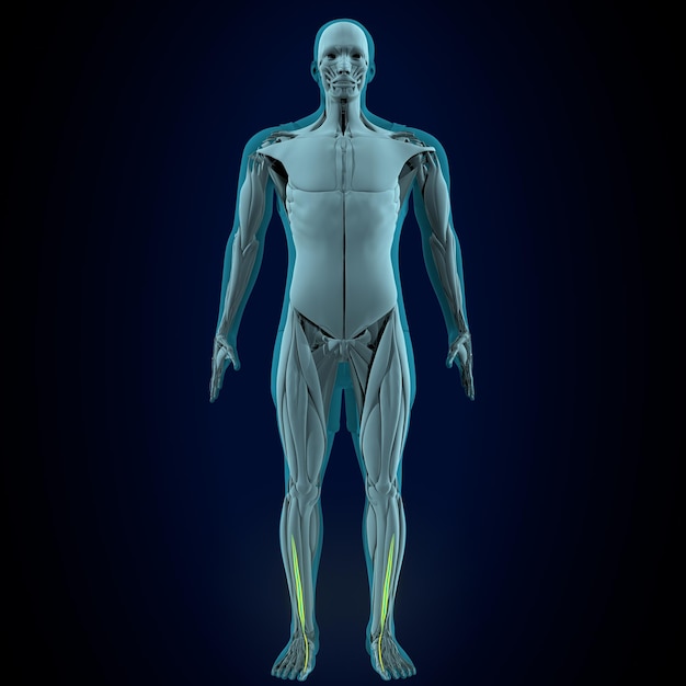 male human muscle anatomy system