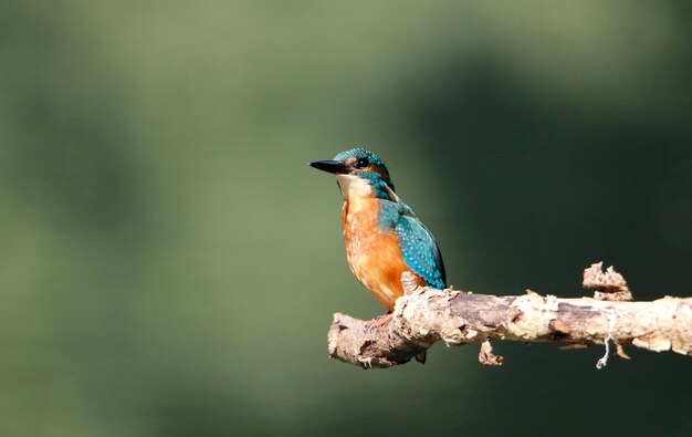 Male kingfisher fishing on the lakeside