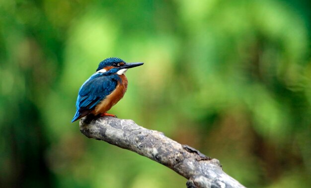 Male kingfisher perched on a mossy branch