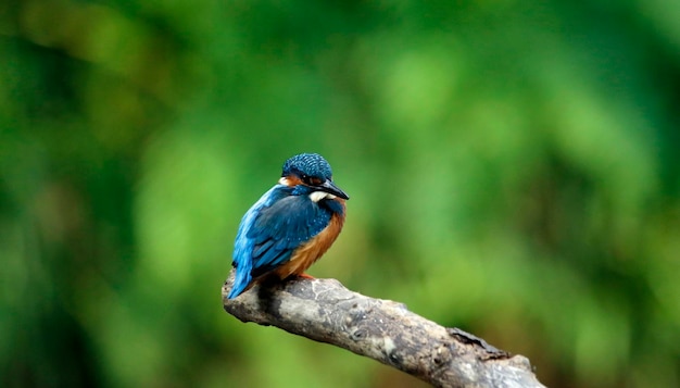 Male kingfisher perched on a mossy branch