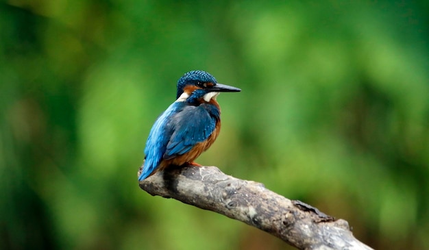 Male kingfisher perched on a mossy branch