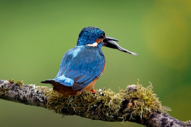 Male knigfisher fishing from a mossy branch